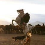 BYD’s Dominance: How Chinese Brands Are Outpacing Western EVs.