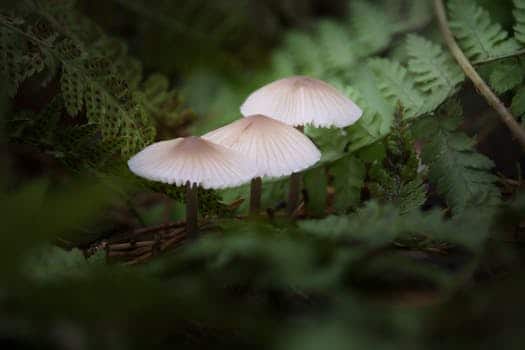 Algae Tires: Michelin’s Bid to Replace Rubber with Plants.