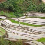 Biofuel Innovations: Sustainable Alternatives for Rural Areas.