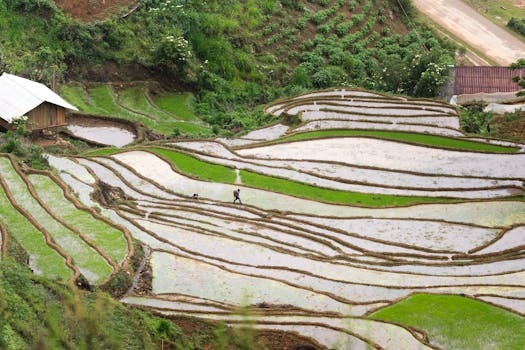 Biofuel Innovations: Sustainable Alternatives for Rural Areas.