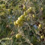 Food as Medicine: Holistic Approaches to Nutrition in 2025