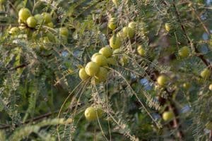 Food as Medicine: Holistic Approaches to Nutrition in 2025
