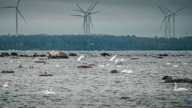 What happens to the value of properties when there is an ecological disaster?