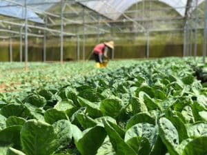 Automated Farming Techniques: AI for Precision Agriculture