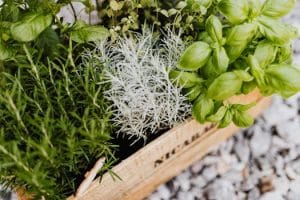 Sustainable Food Choices: Consumers Drive Ethical and Eco-Friendly Options