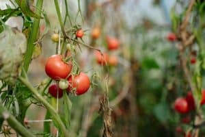 Molecular Farming and Synthetic Biology: Health-Focused Ingredients for all