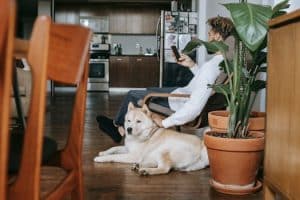 Gadgets for Pet Owners: Tech That Cares for Your Furry Friends