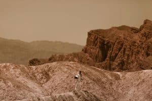 Earth-First Ingredients: Innovative Dishes for a Better Planet