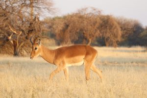 Wildlife Protection Laws: Successes and Failures in Conservation